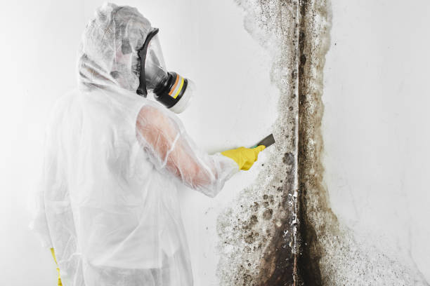 Best Residential Mold Remediation in Scottsville, KY